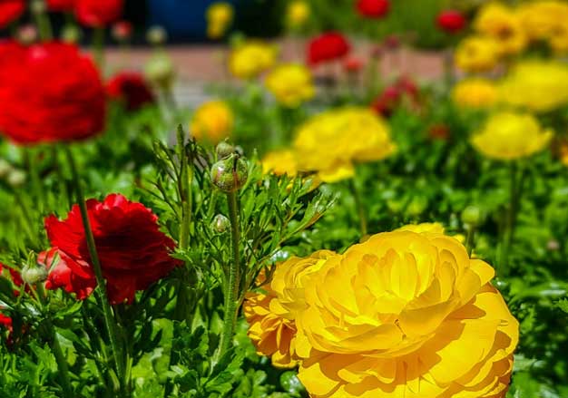 Toowoomba Carnival of Flowers