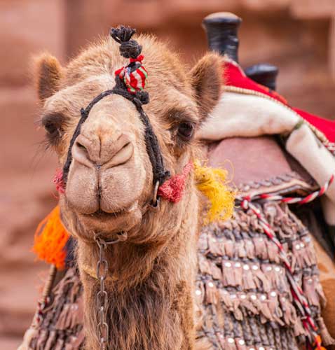 Camel Rides Hire Brisbane