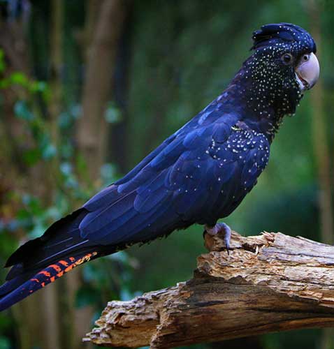 Wildlife Encounters Adelaide