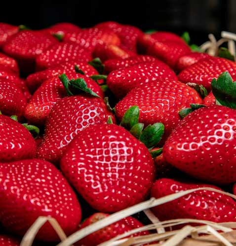 Redfest Strawberry Festival Strawberry Eating Competition