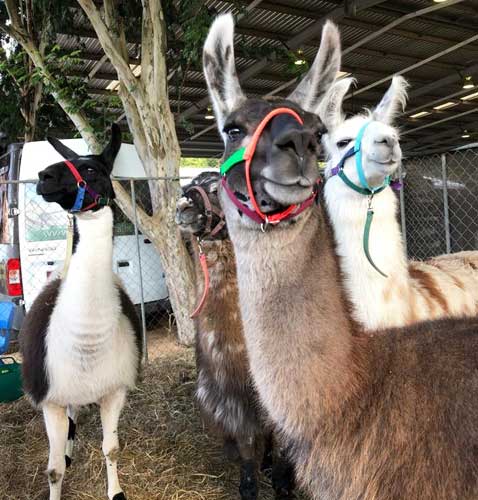 Sunshine Coast Show Animal Displays