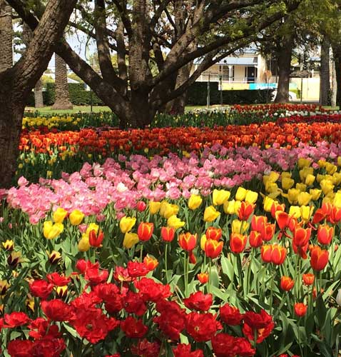 Toowoomba Carnival of Flowers Garden Tours